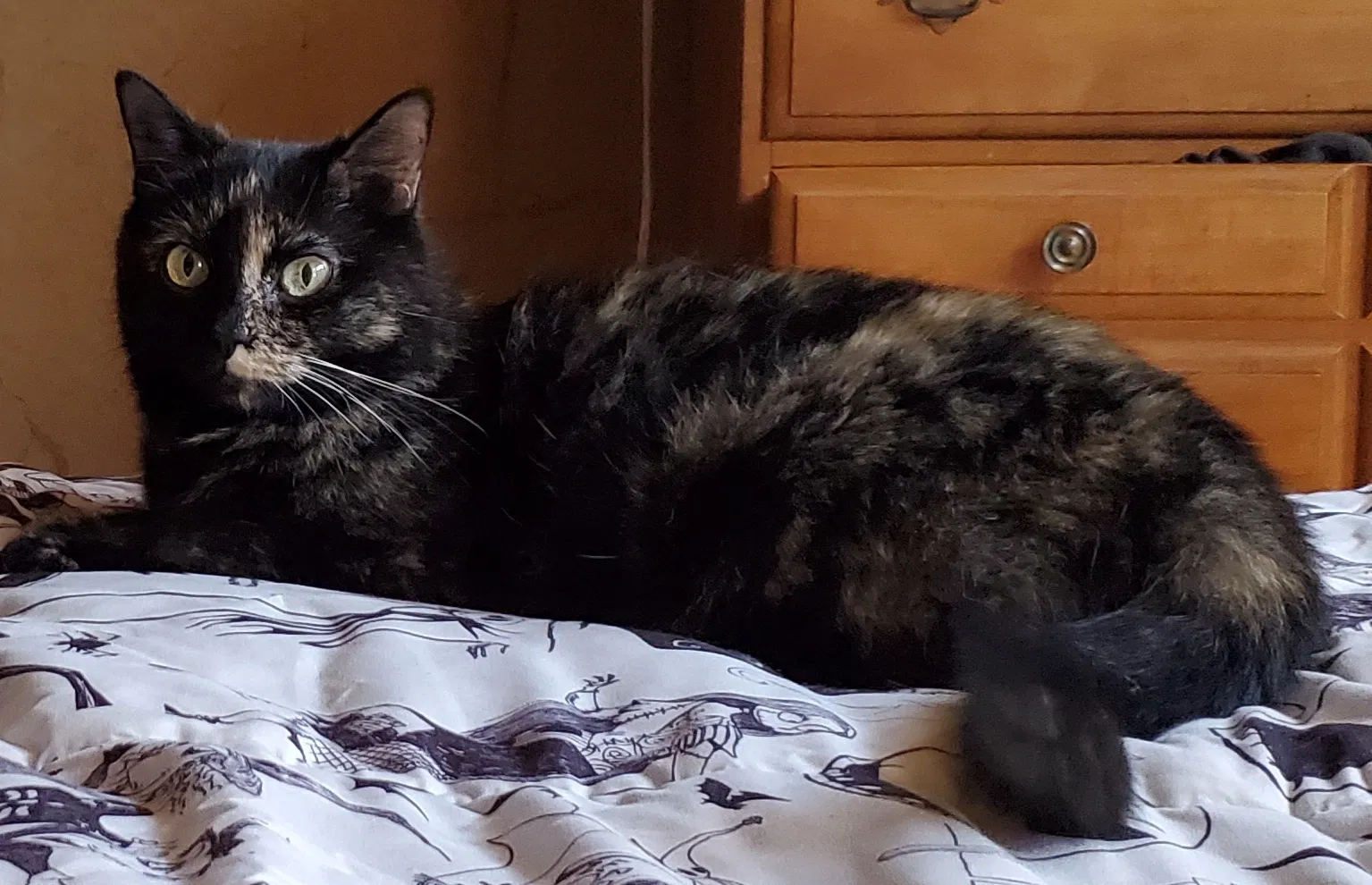 Lost cat in Mesa, AZ, 85204