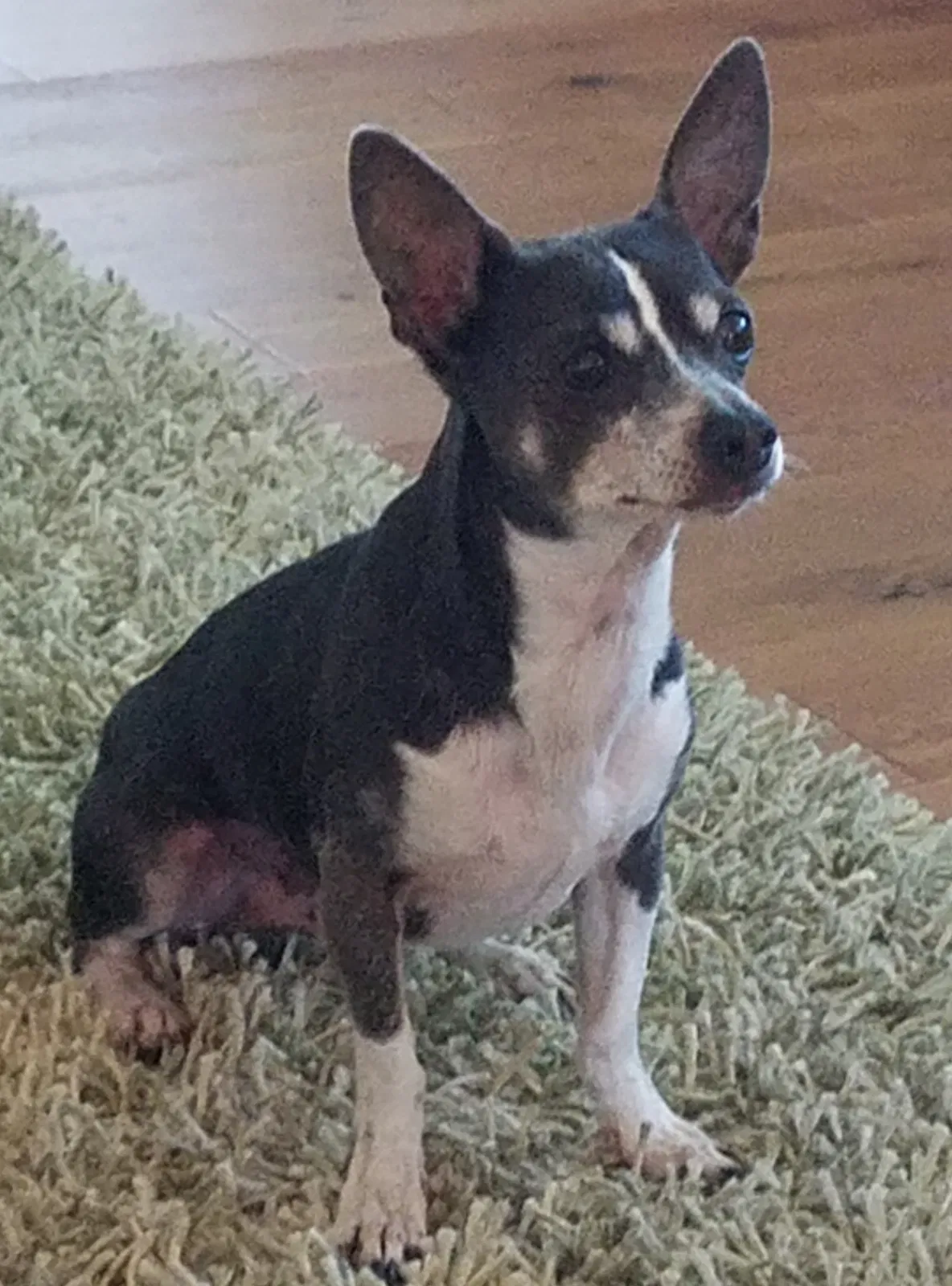 Lost dog in Ivanhoe, NC, 28447