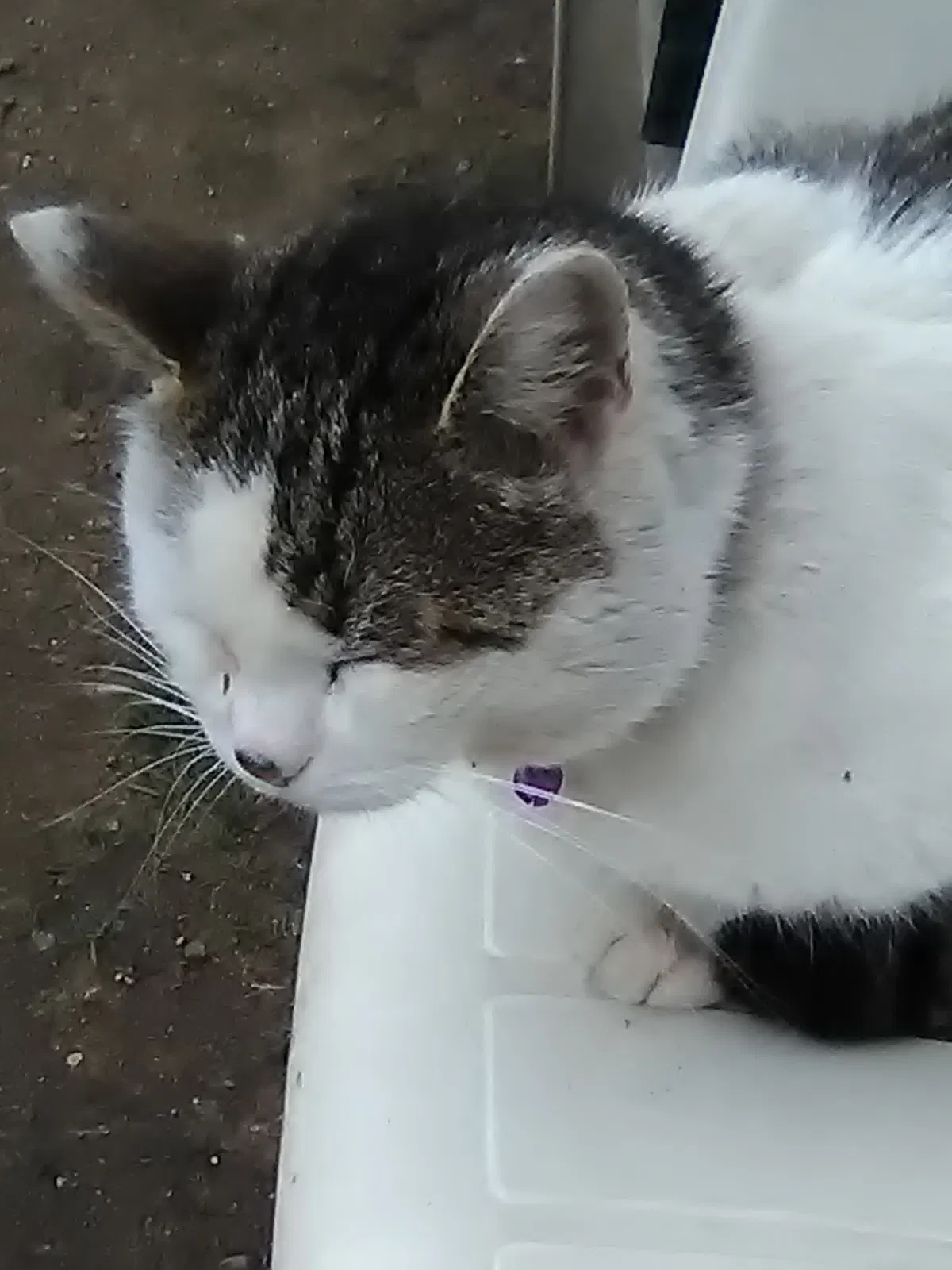 Lost cat in Thomaston, CT, 6787