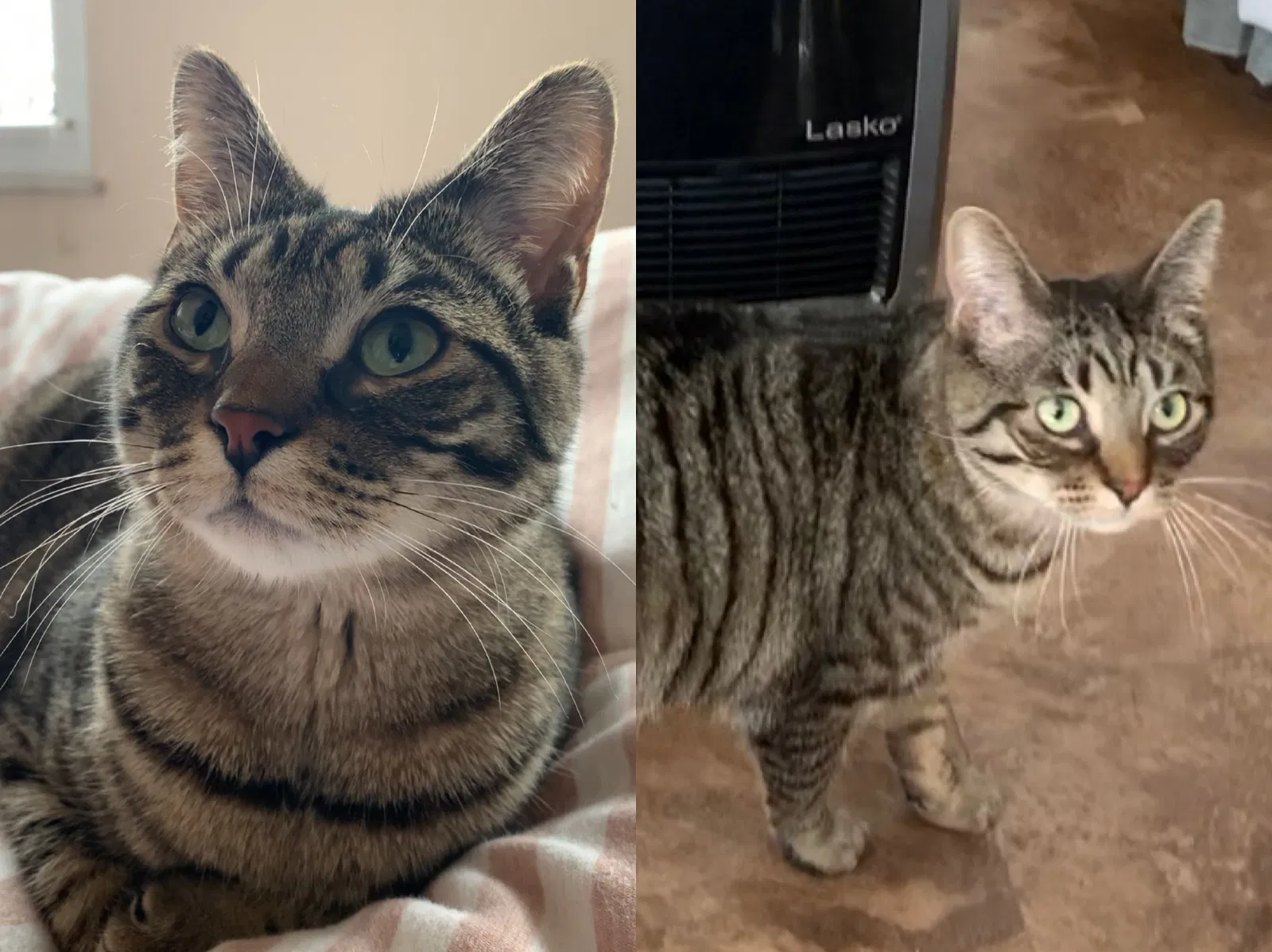 Lost cat in Pittsburgh, PA, 15237