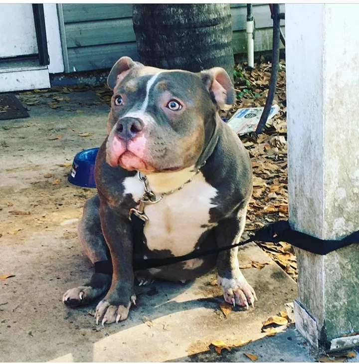 Lost dog in Homosassa, FL, 34448