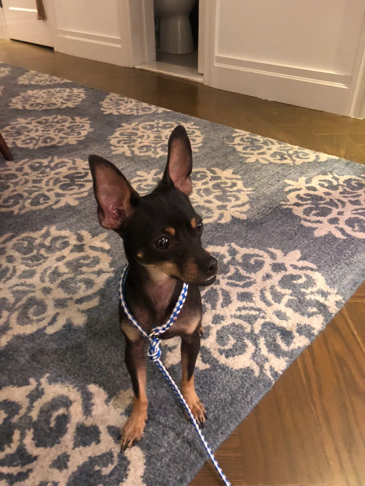 Lost dog in Brooklyn, NY, 11221