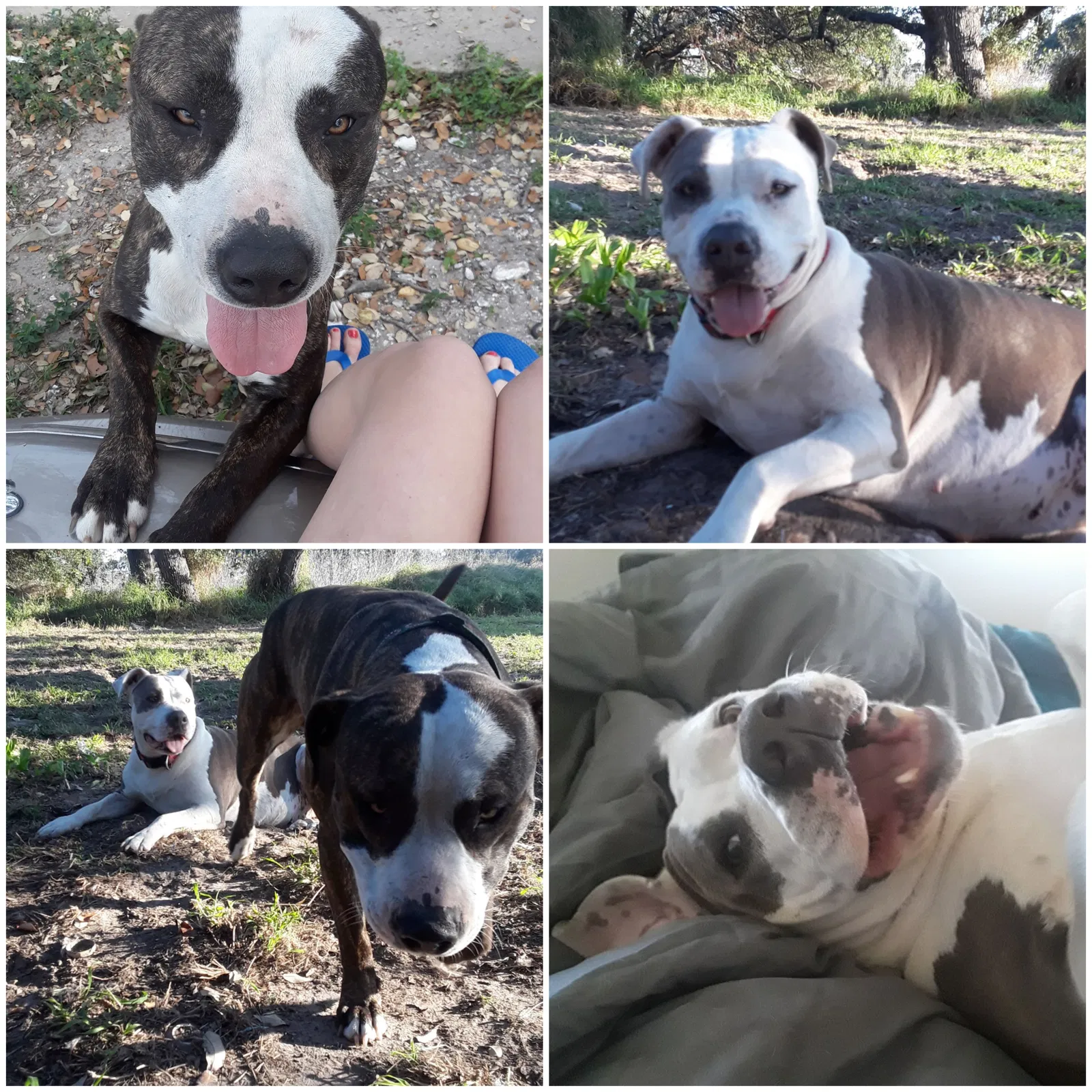 Lost dog in Ingleside, TX, 78362