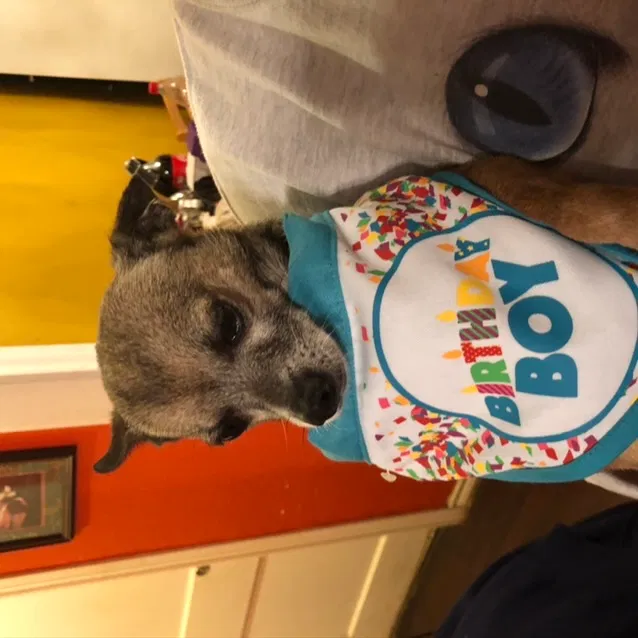Lost dog in San Antonio, TX, 78201