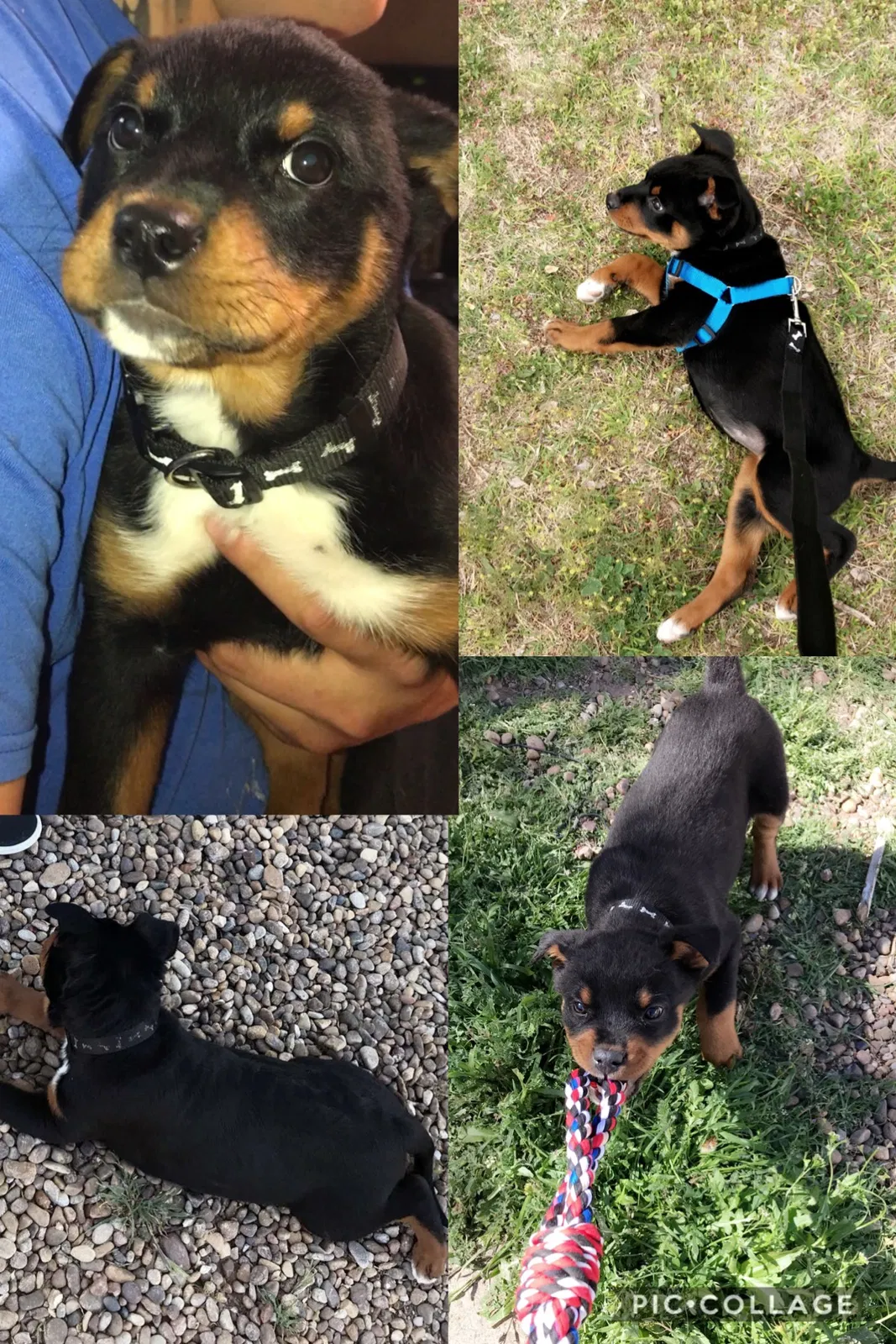Lost dog in Amarillo, TX, 79107