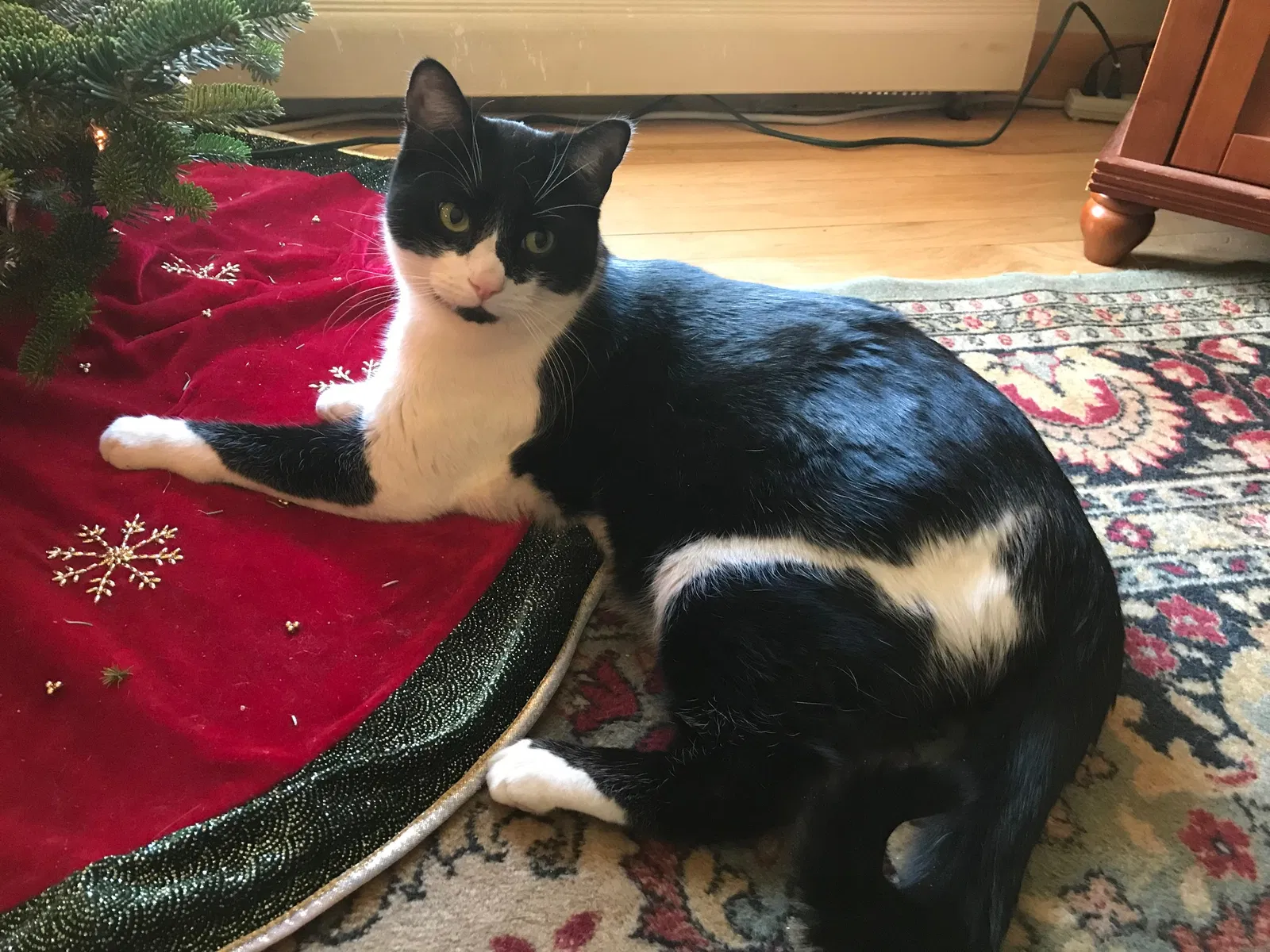 Lost cat in Norwich, CT, 6360
