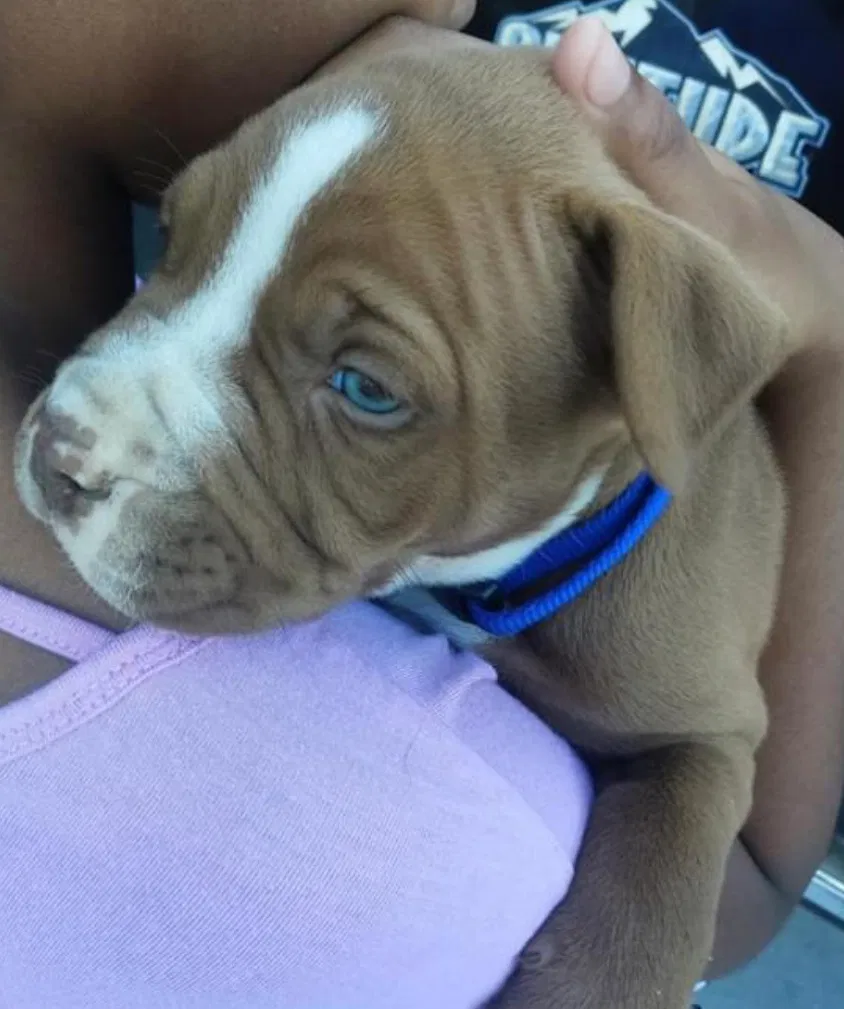 Lost dog in Darlington, SC, 29532