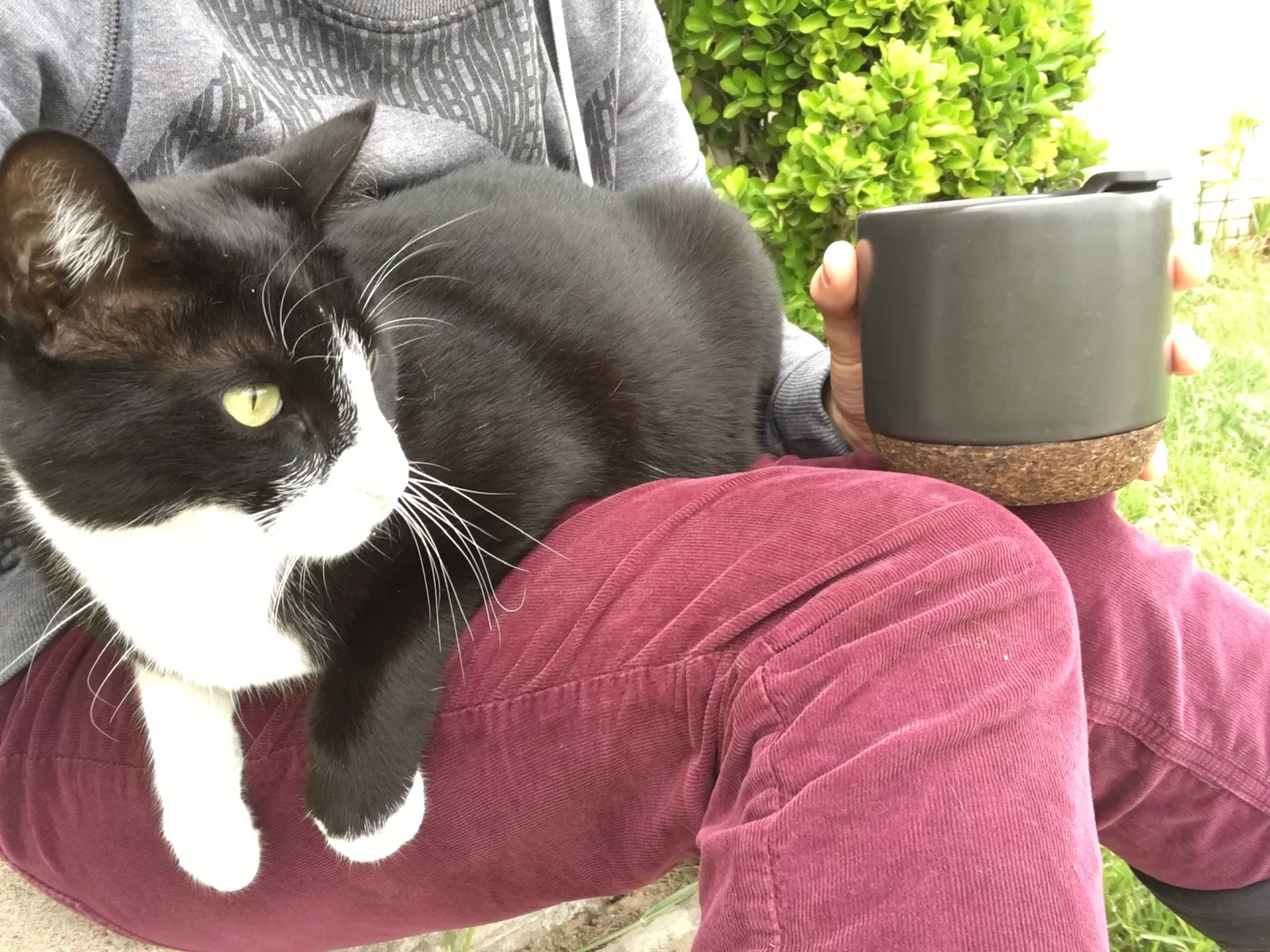 Lost cat in Midland, TX, 79707