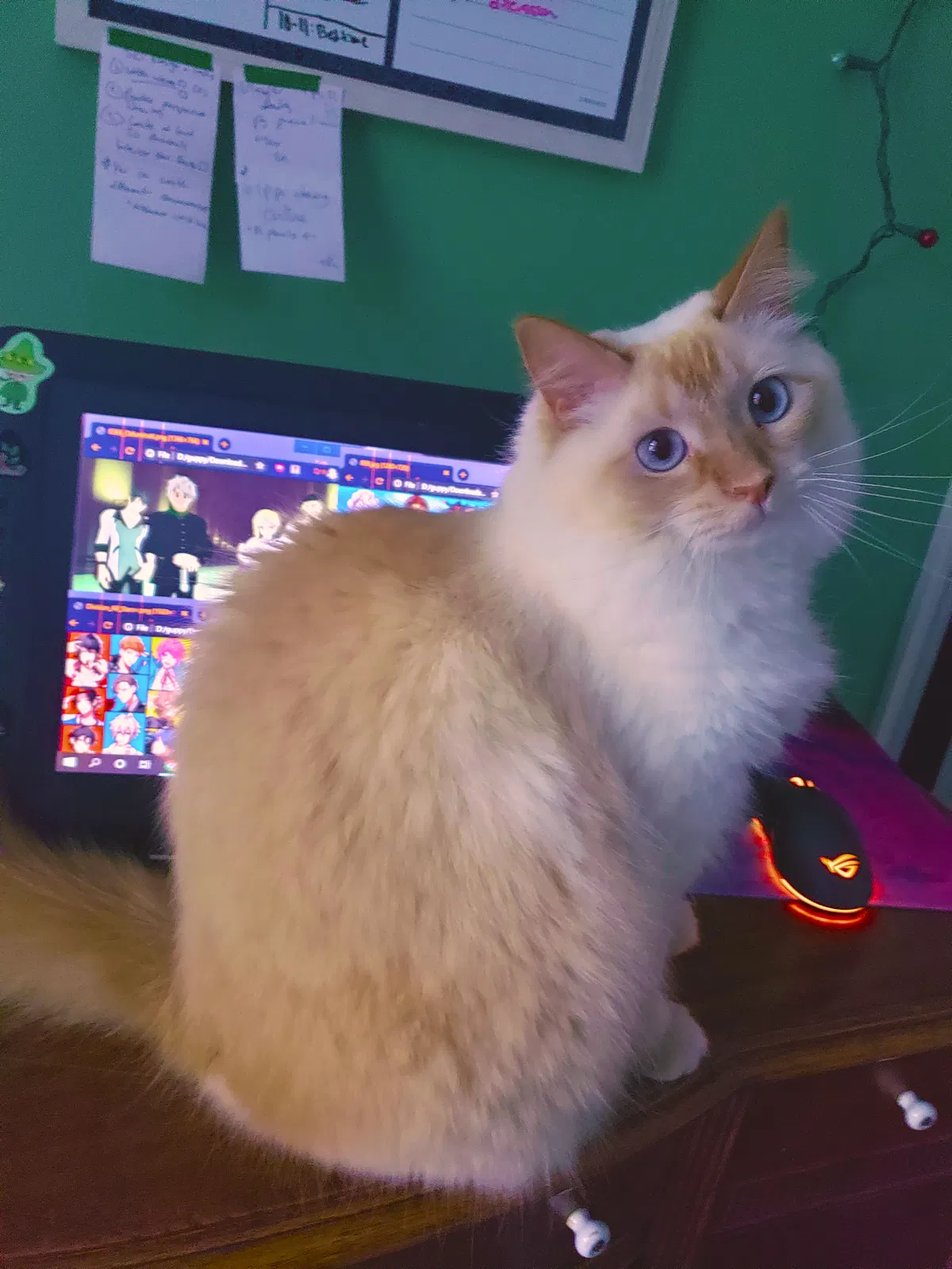 Lost cat in Buford, GA, 30518