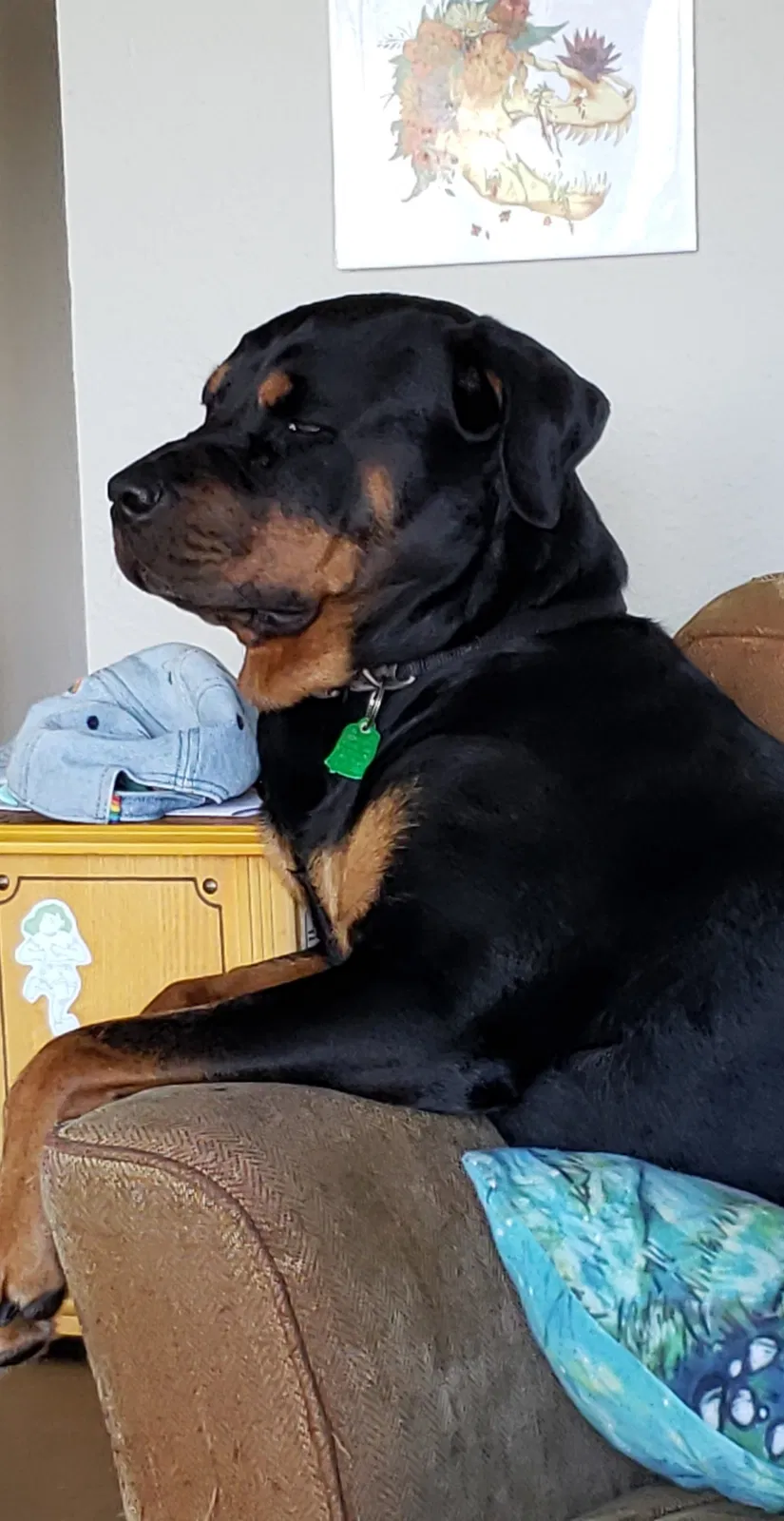 Lost dog in Des Moines, IA, 50317