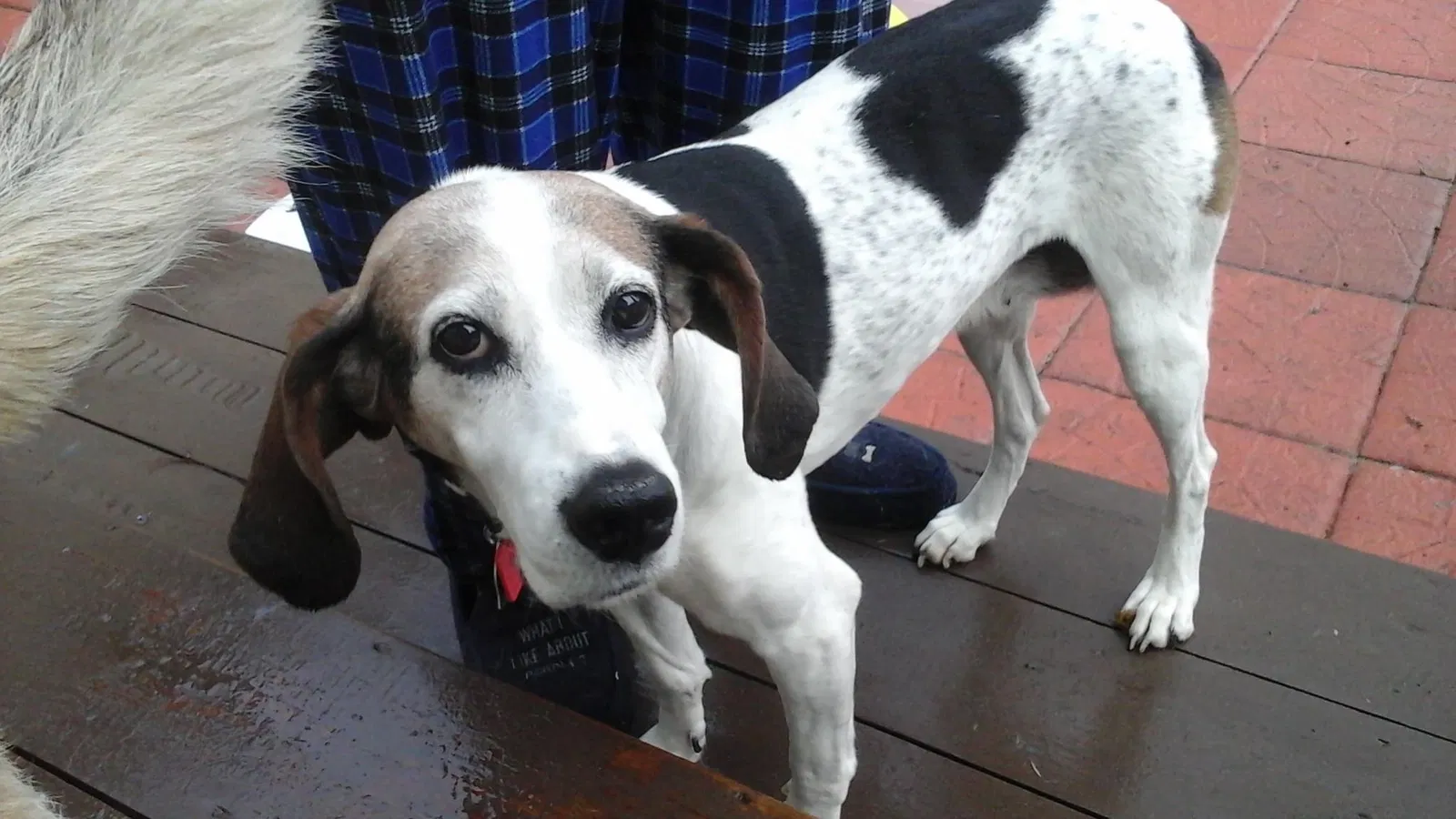 Lost dog in Morgantown, IN, 46160