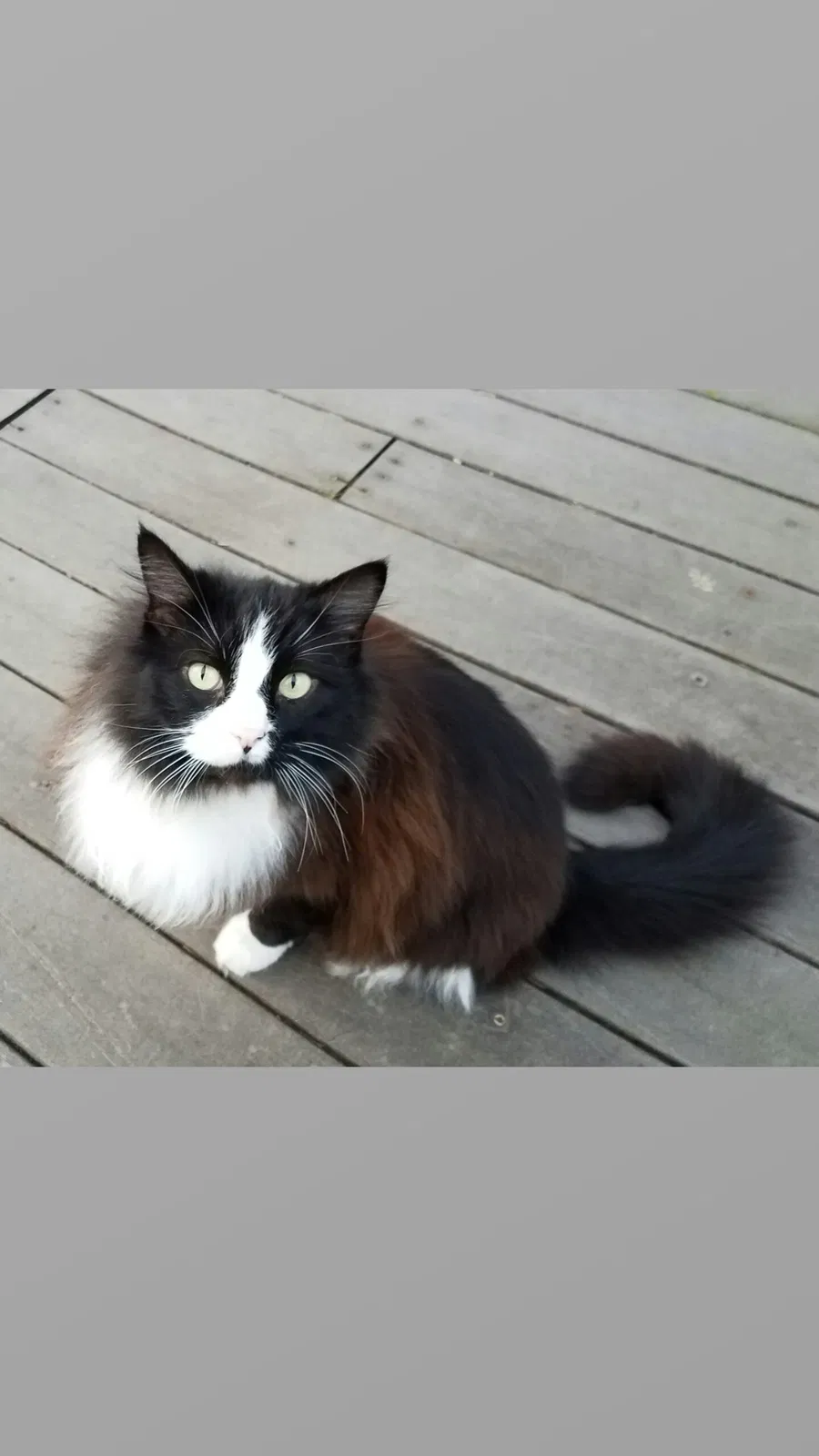 Lost cat in Seattle, WA, 98177