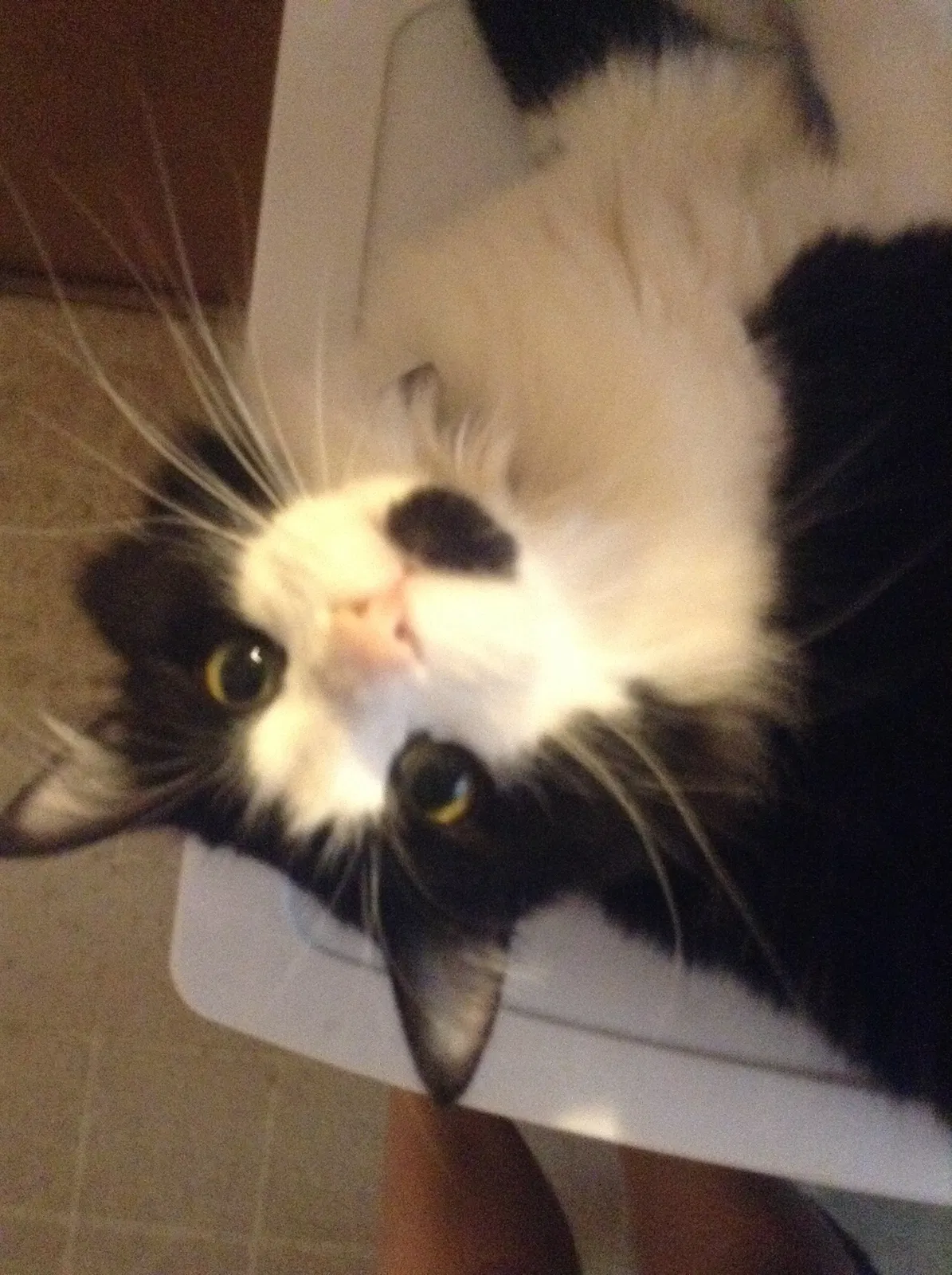 Lost cat in Charlotte, NC, 28215