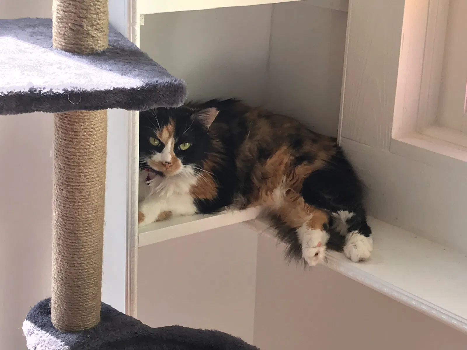 Lost cat in Washington, NC, 27889