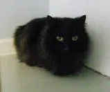 Lost cat in Haysville, KS, 67060