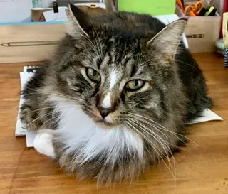 Lost cat in Portland, OR, 97219
