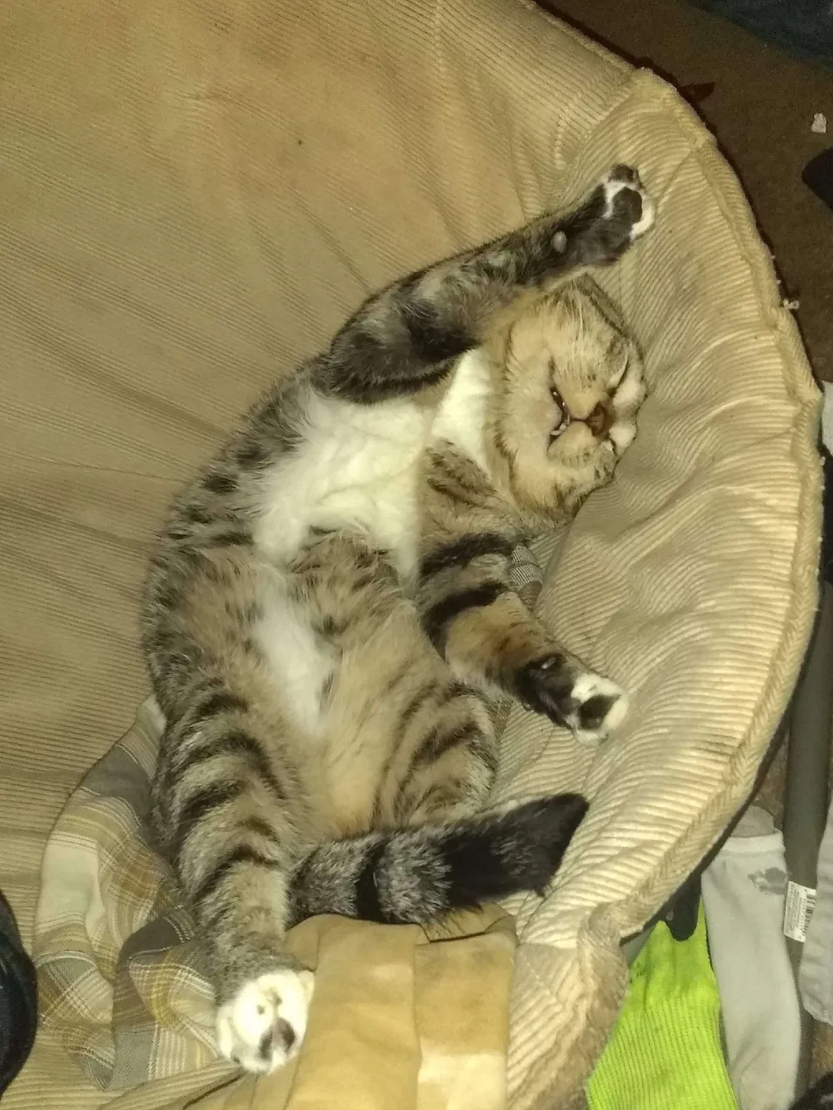 Lost cat in Fort Worth, TX, 76116