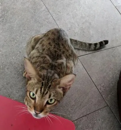 Lost cat in Kailua, HI, 96734