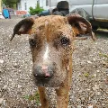 Lost dog in Saint Louis, MO, 63135