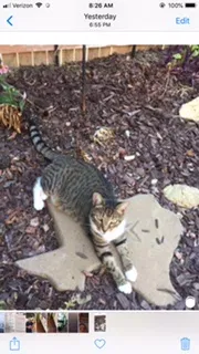 Lost cat in Fort Worth, TX, 76137