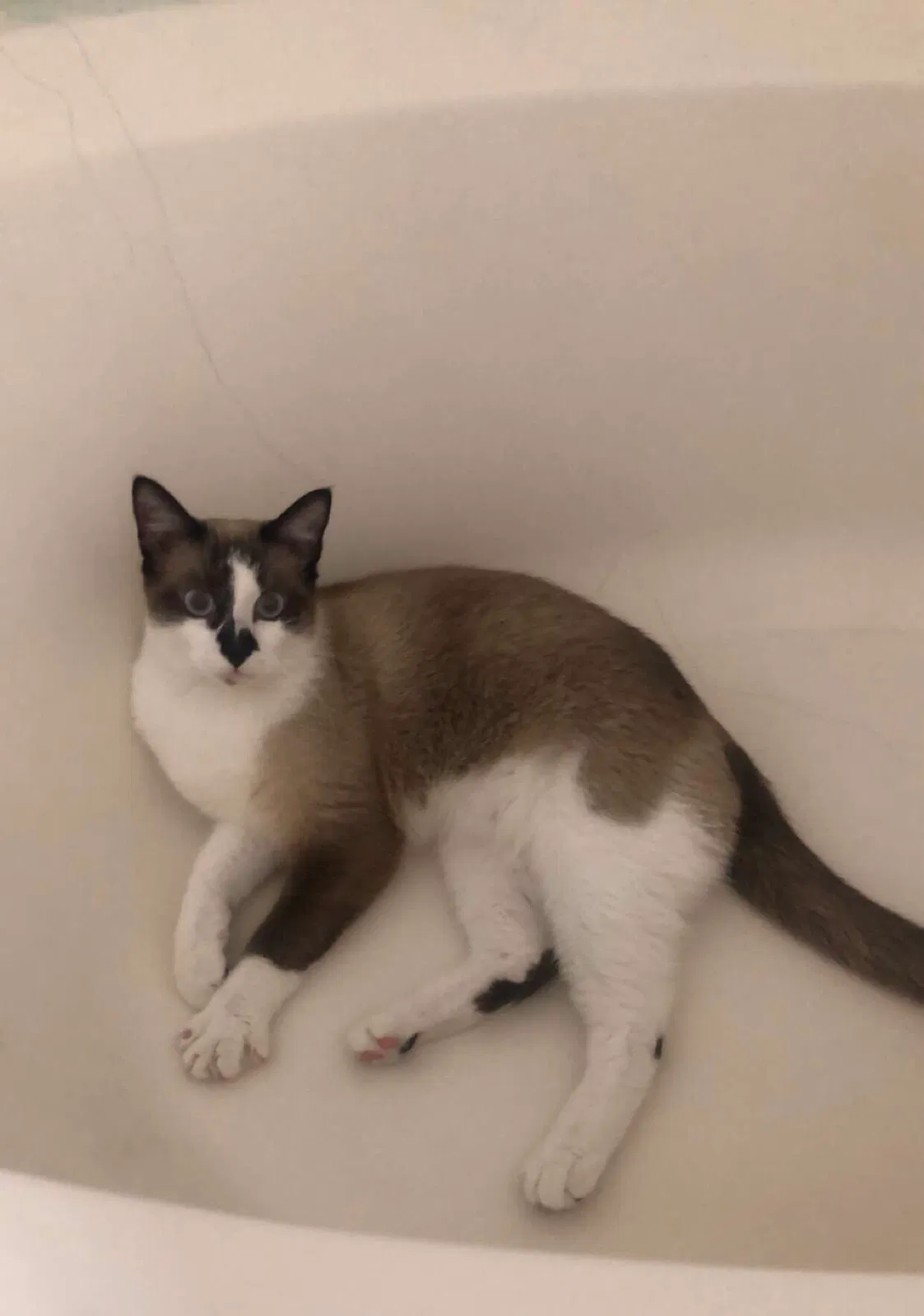 Lost cat in Houston, TX, 77082