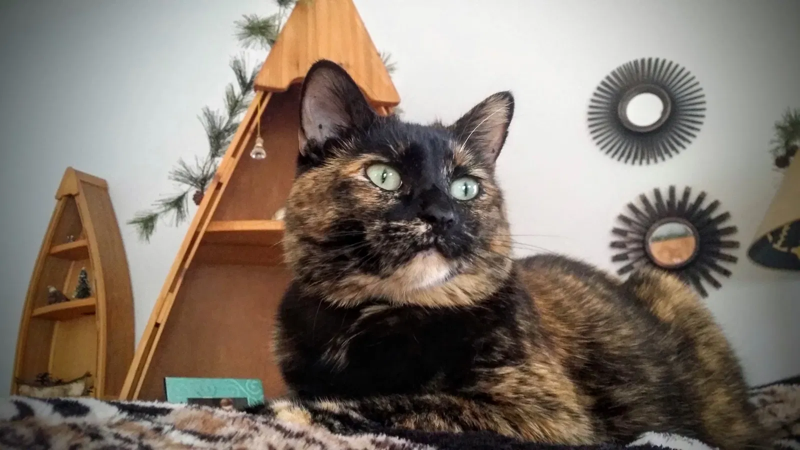 Lost cat in Saint Cloud, MN, 56301