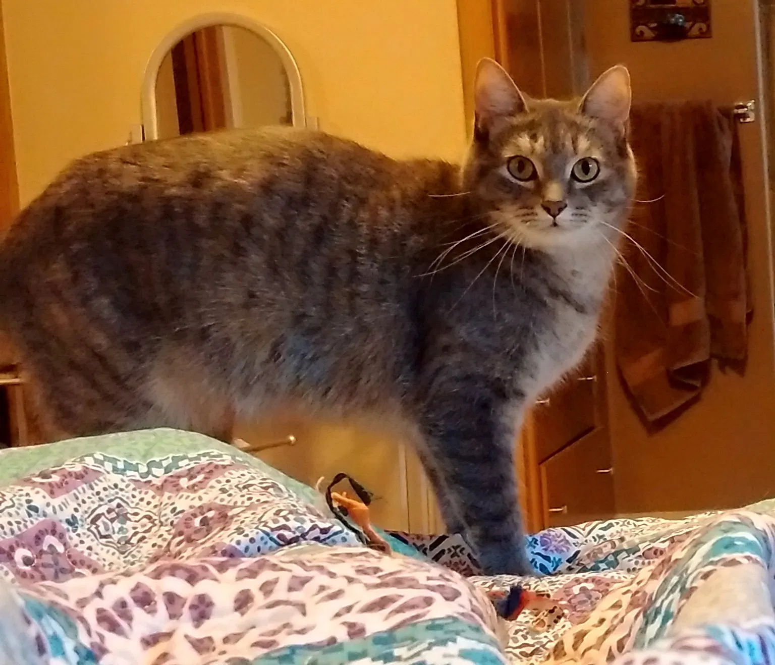 Lost cat in Pine City, MN, 55063