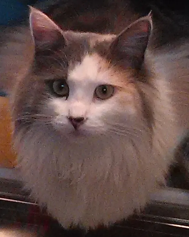 Lost cat in San Bernardino, CA, 92404