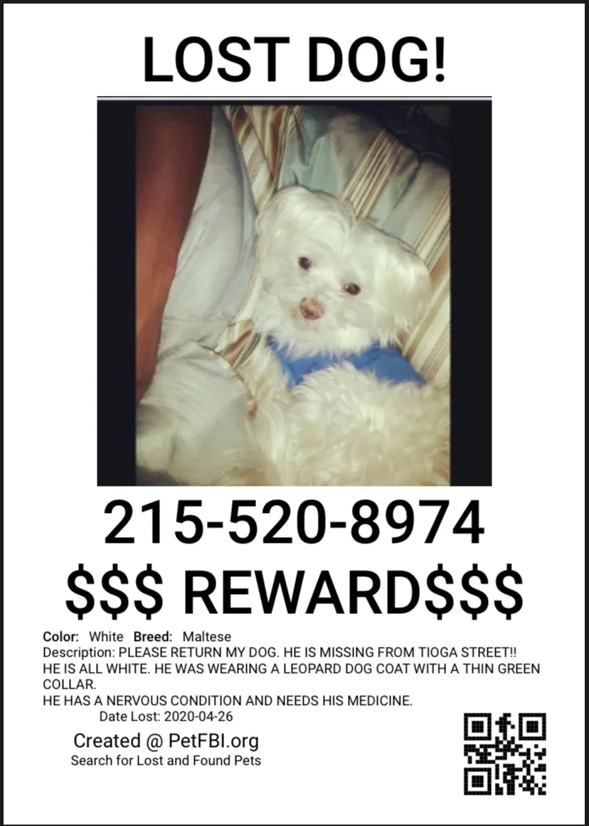 Lost dog in Philadelphia, PA, 19140