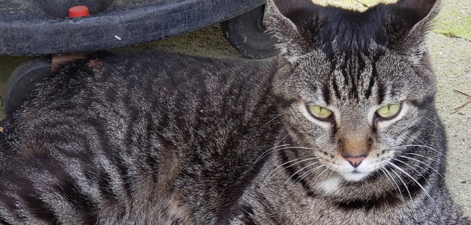 Lost cat in Cartersville, GA, 30121