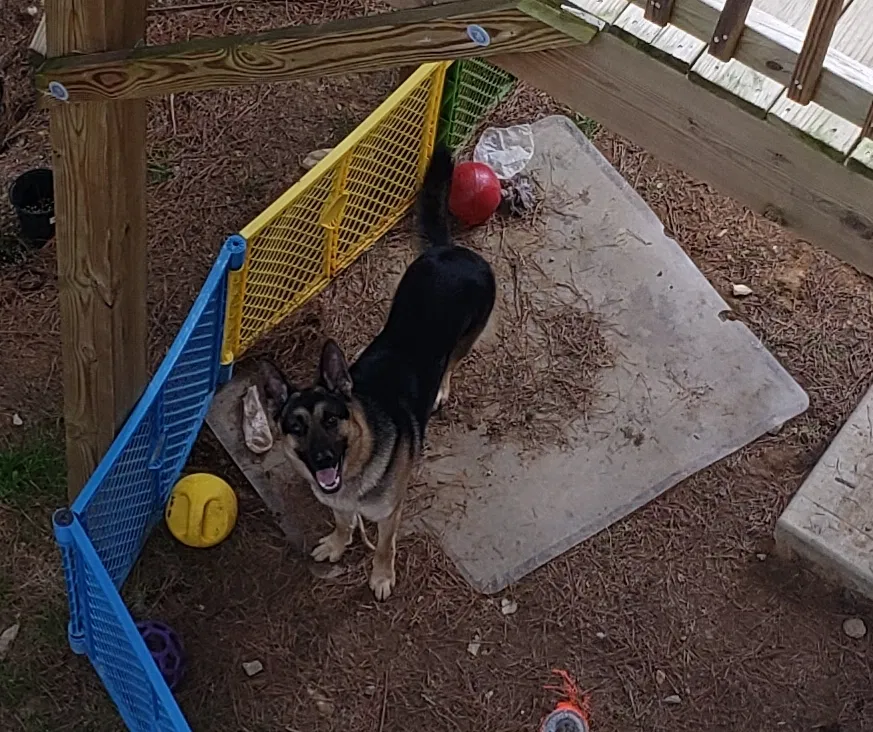 Lost dog in Dallas, GA, 30132