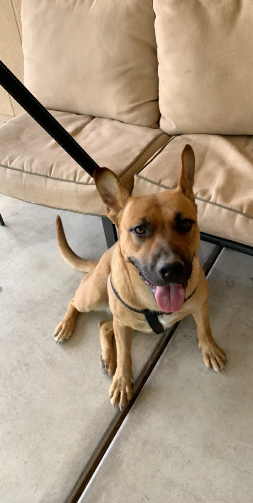 Lost dog in Phoenix, AZ, 85035