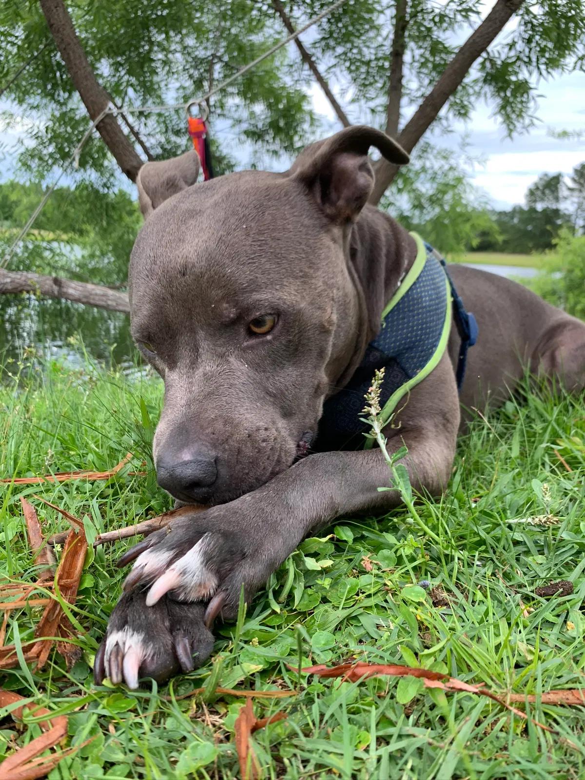 Lost dog in Gibsonton, FL, 33534