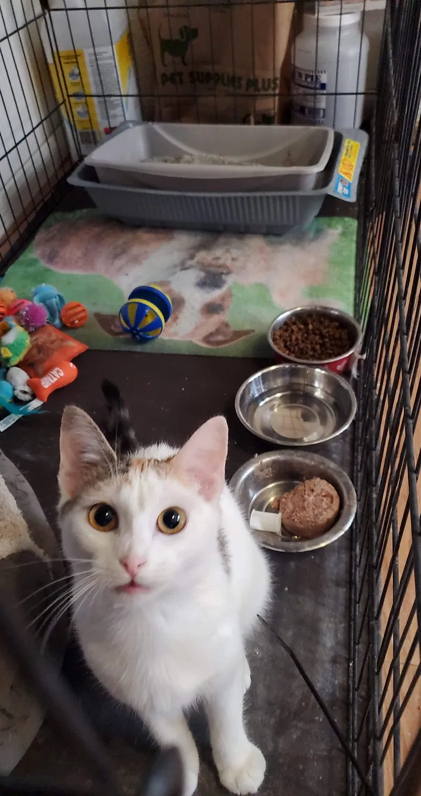 Lost cat in Pomona, CA, 91766