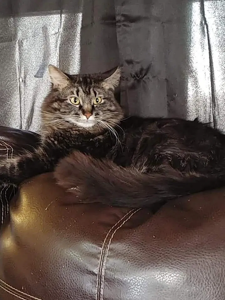 Lost cat in Saint Paul, MN, 55128