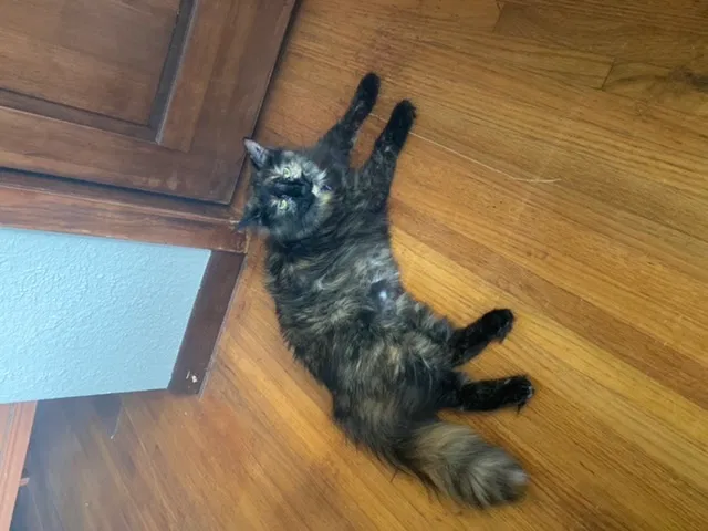 Lost cat in Tulsa, OK, 74135