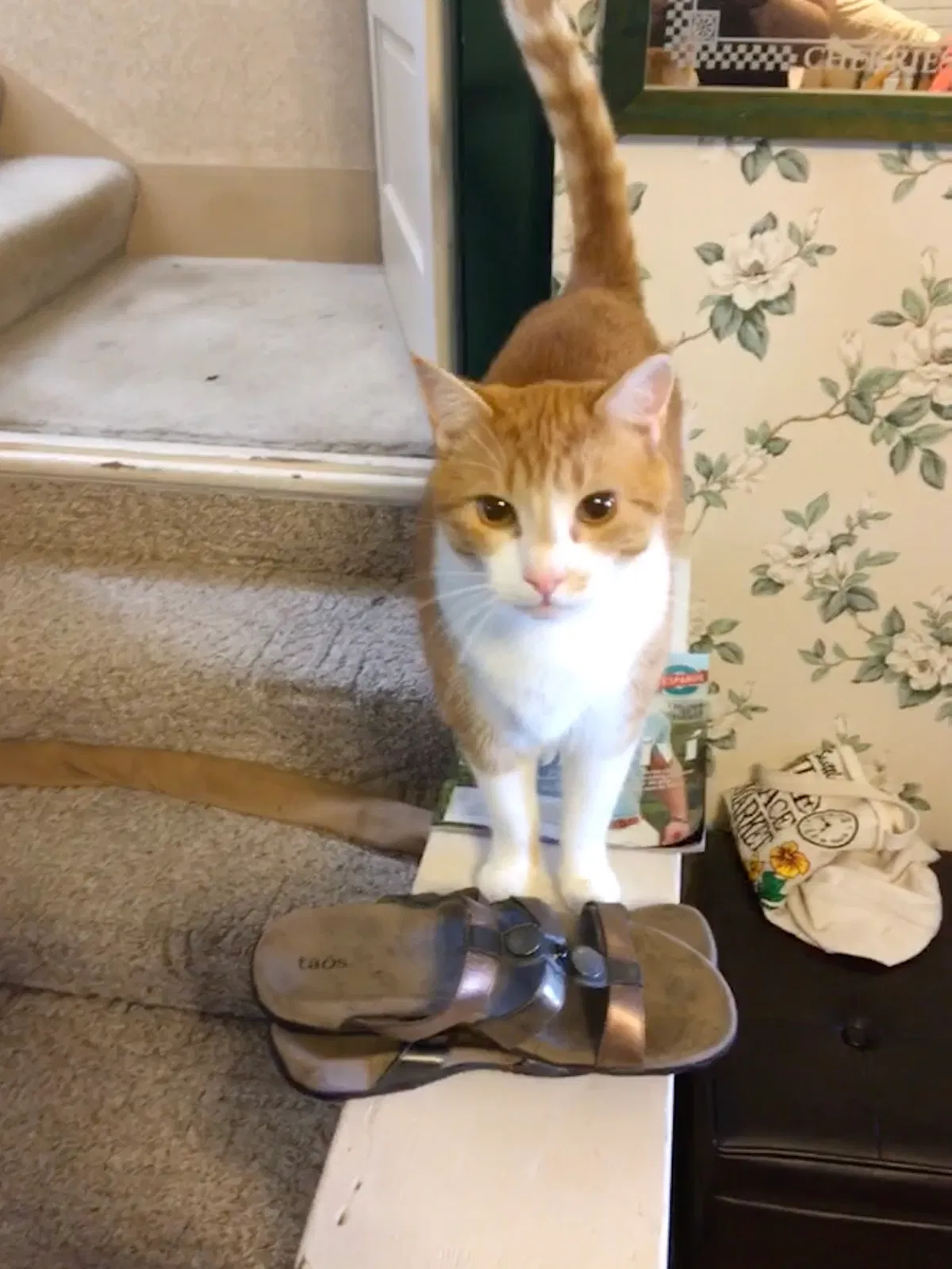 Lost cat in Vancouver, WA, 98664