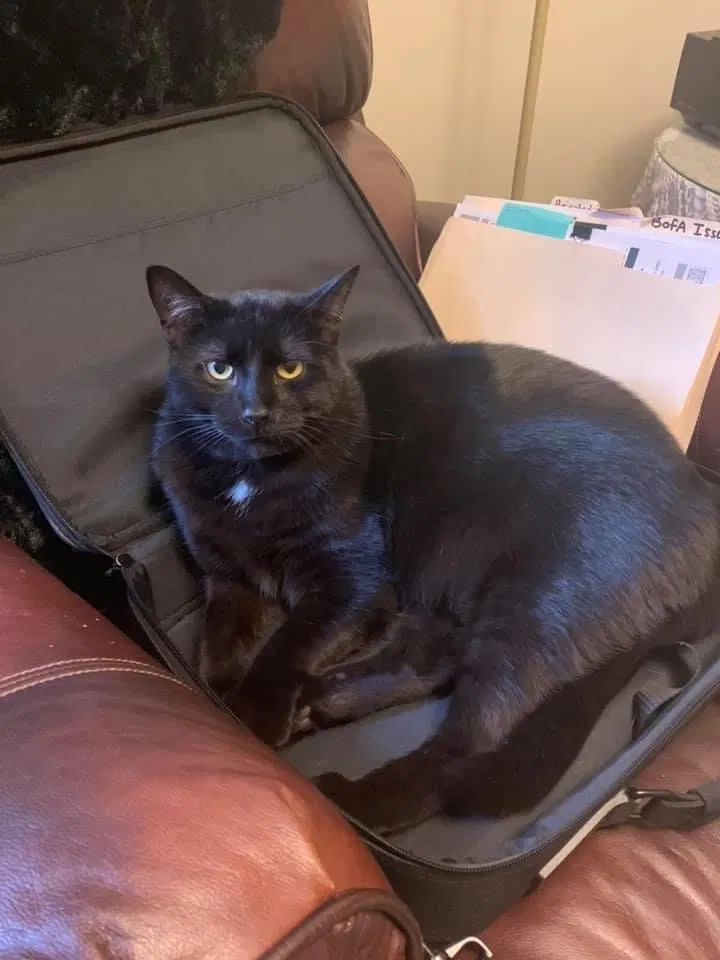Lost cat in Akron, OH, 44314