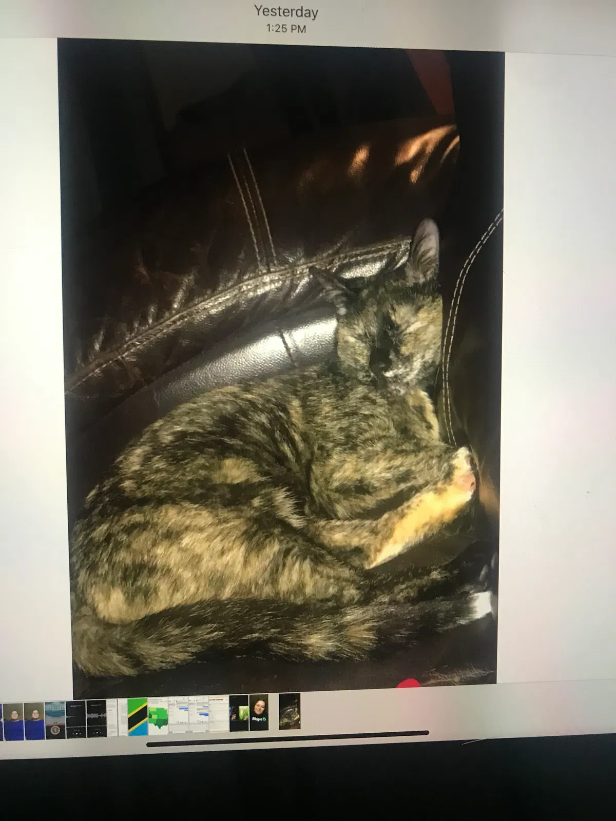 Lost cat in Dayton, OH, 45434