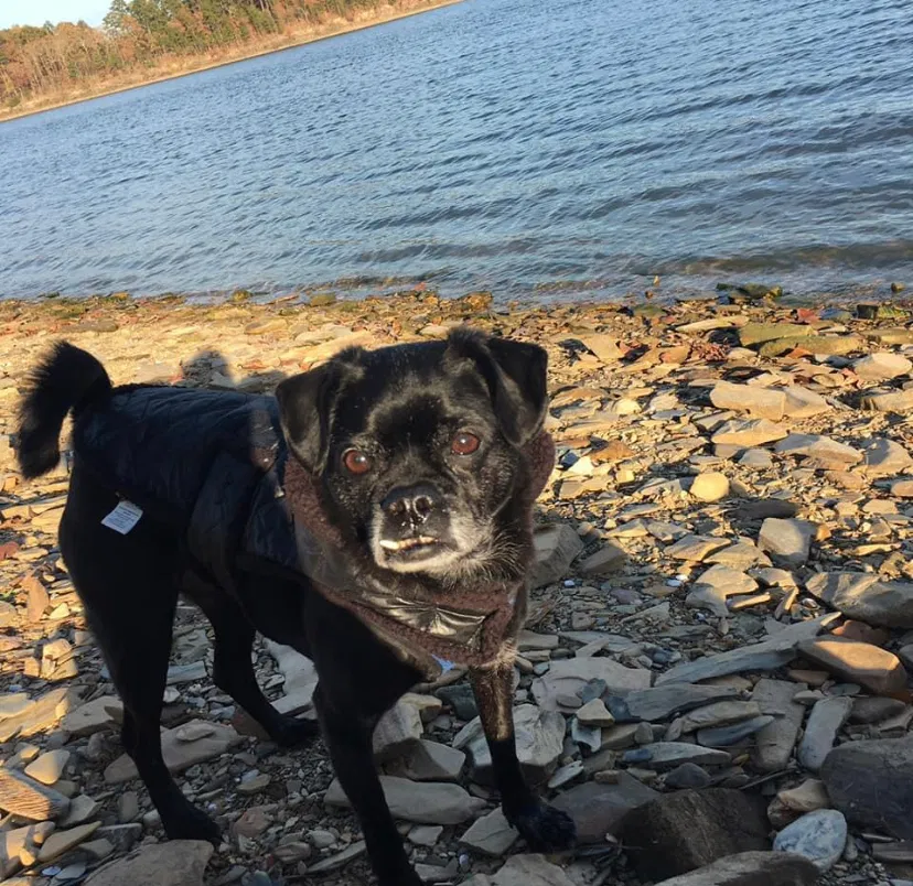 Lost dog in Little Rock, AR, 72227