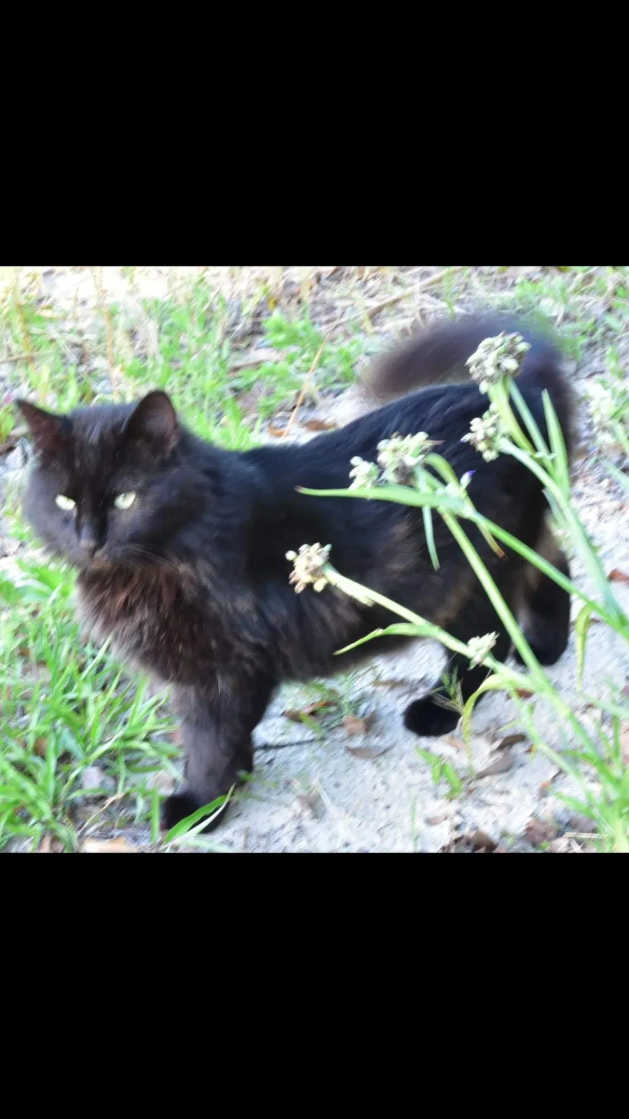 Lost cat in Port Richey, FL, 34668