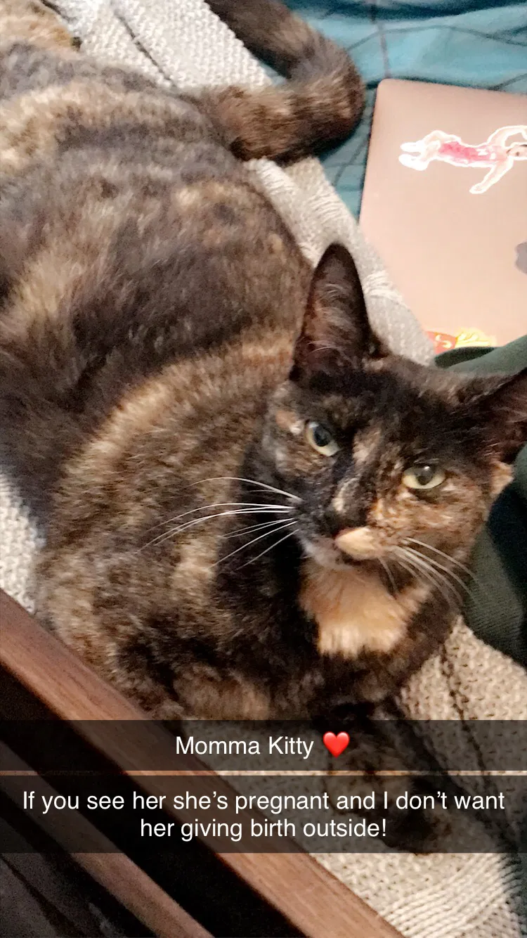Lost cat in Ansonia, CT, 6401