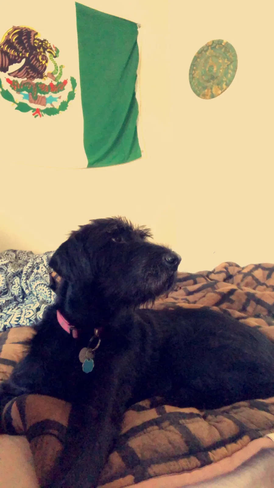 Lost dog in Provo, UT, 84606