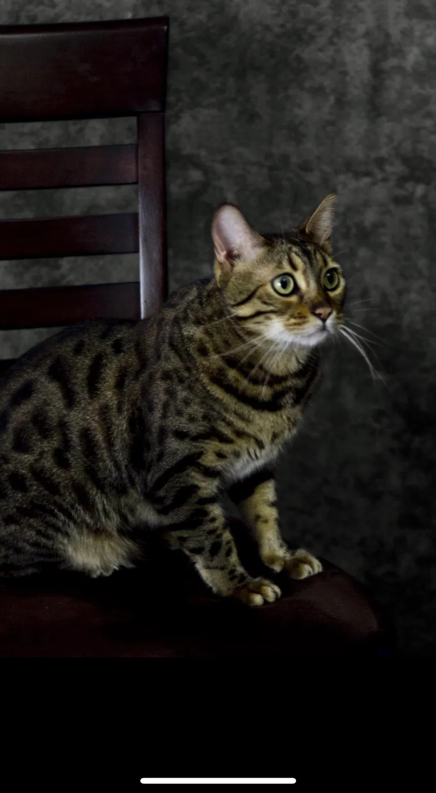 Lost cat in Temperance, MI, 48182
