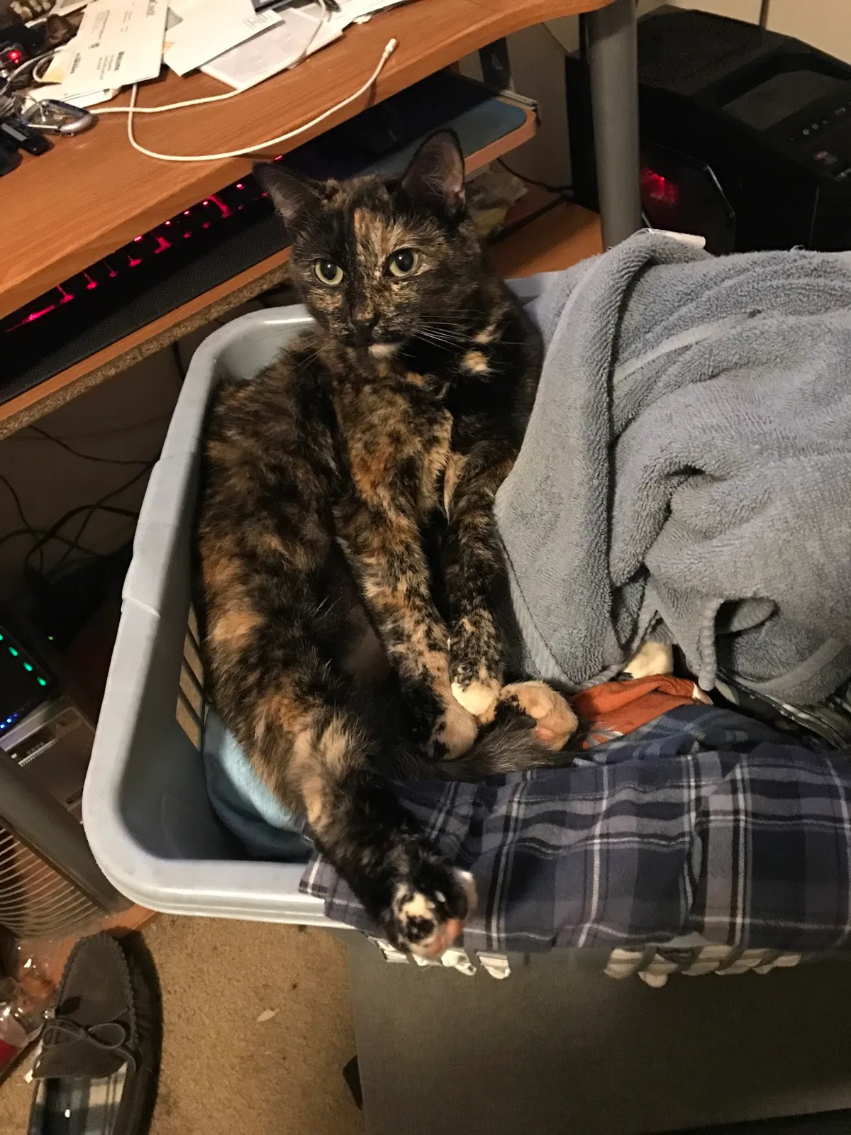 Lost cat in Costa Mesa, CA, 92627