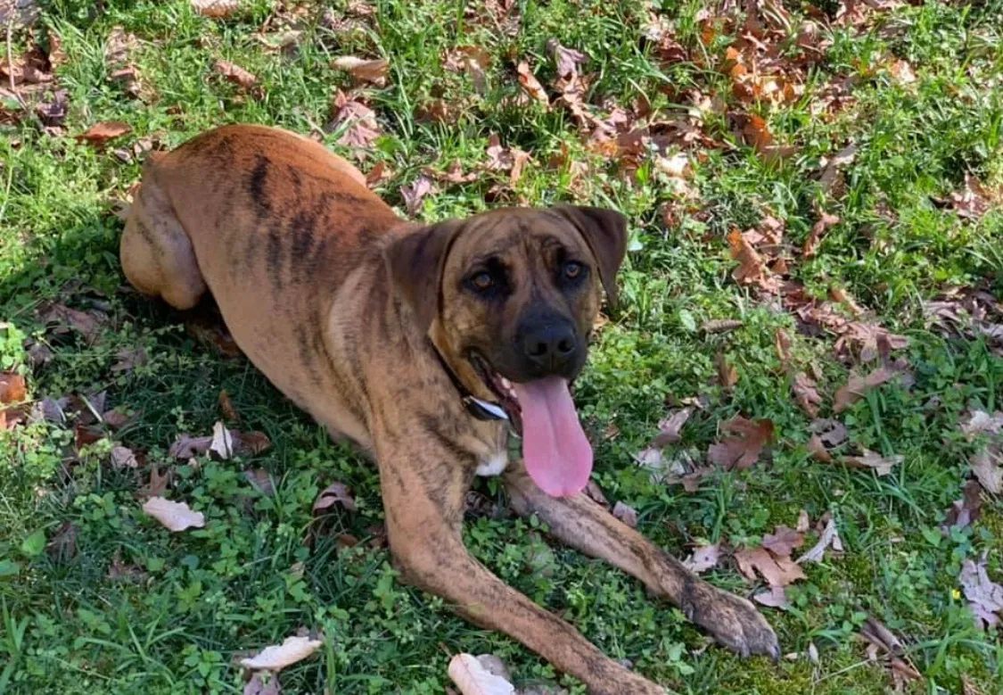 Lost dog in Atlanta, GA, 30324