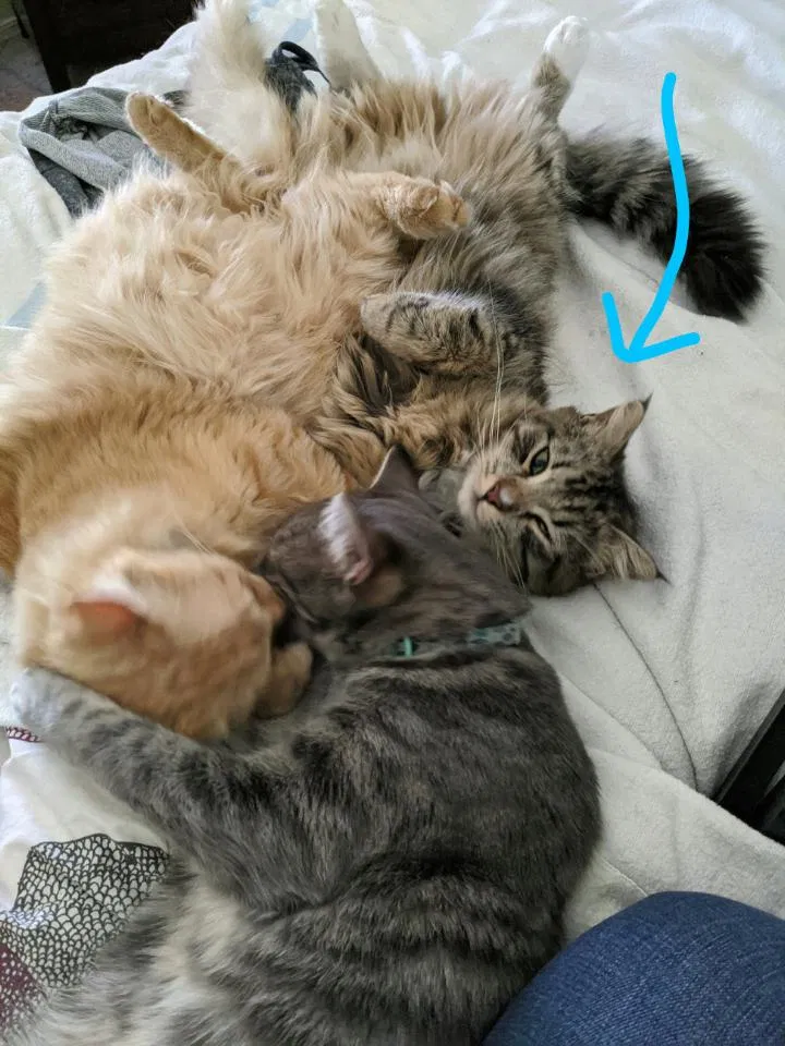 Lost cat in Phoenix, AZ, 85040
