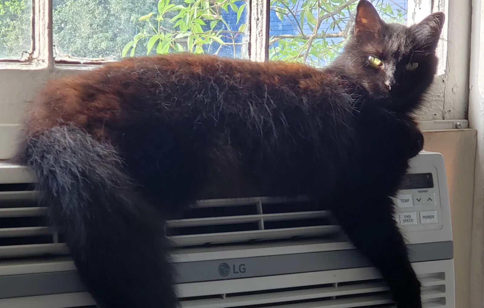 Lost cat in Pensacola, FL, 32507
