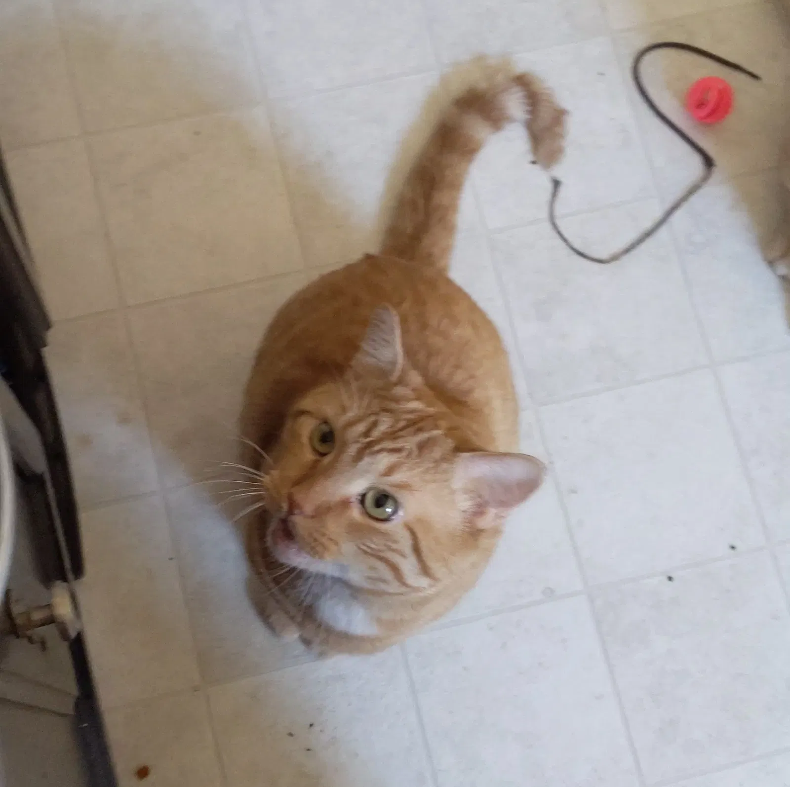 Lost cat in Greensboro, NC, 27403