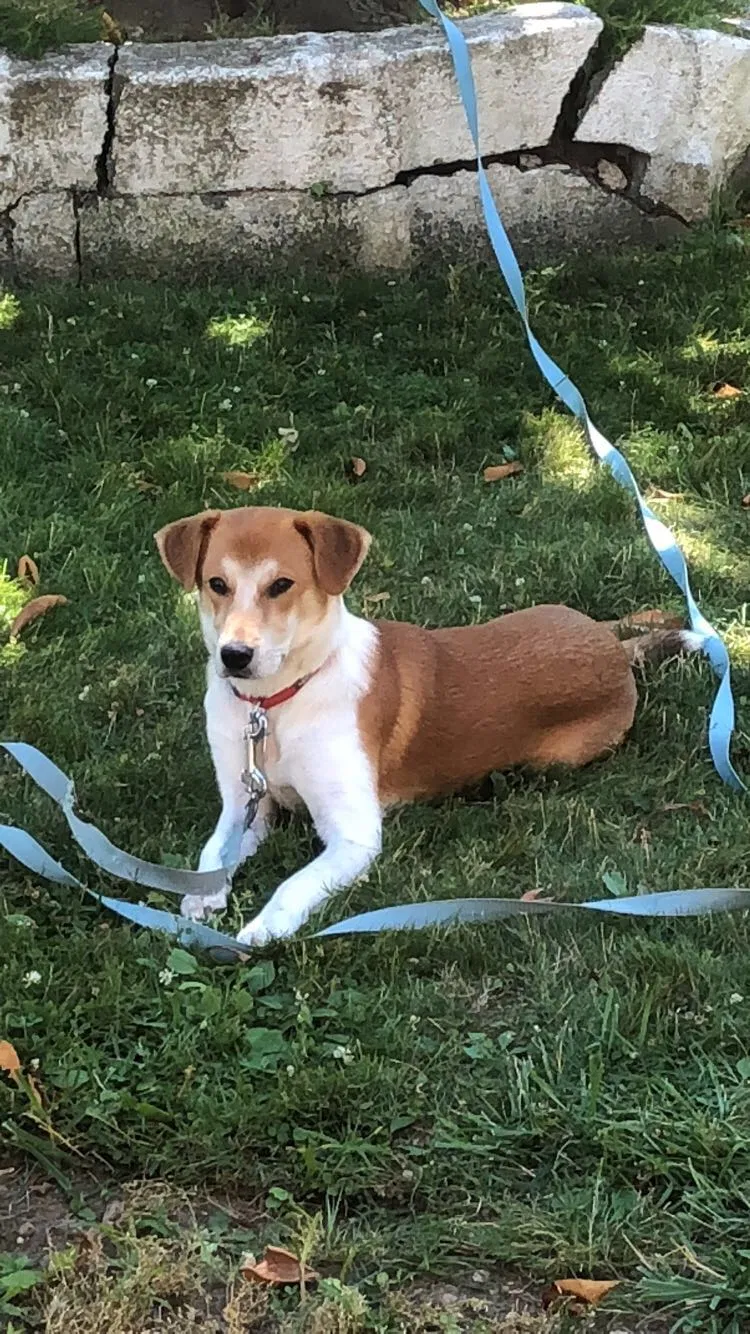 Lost dog in Great Neck, NY, 11020